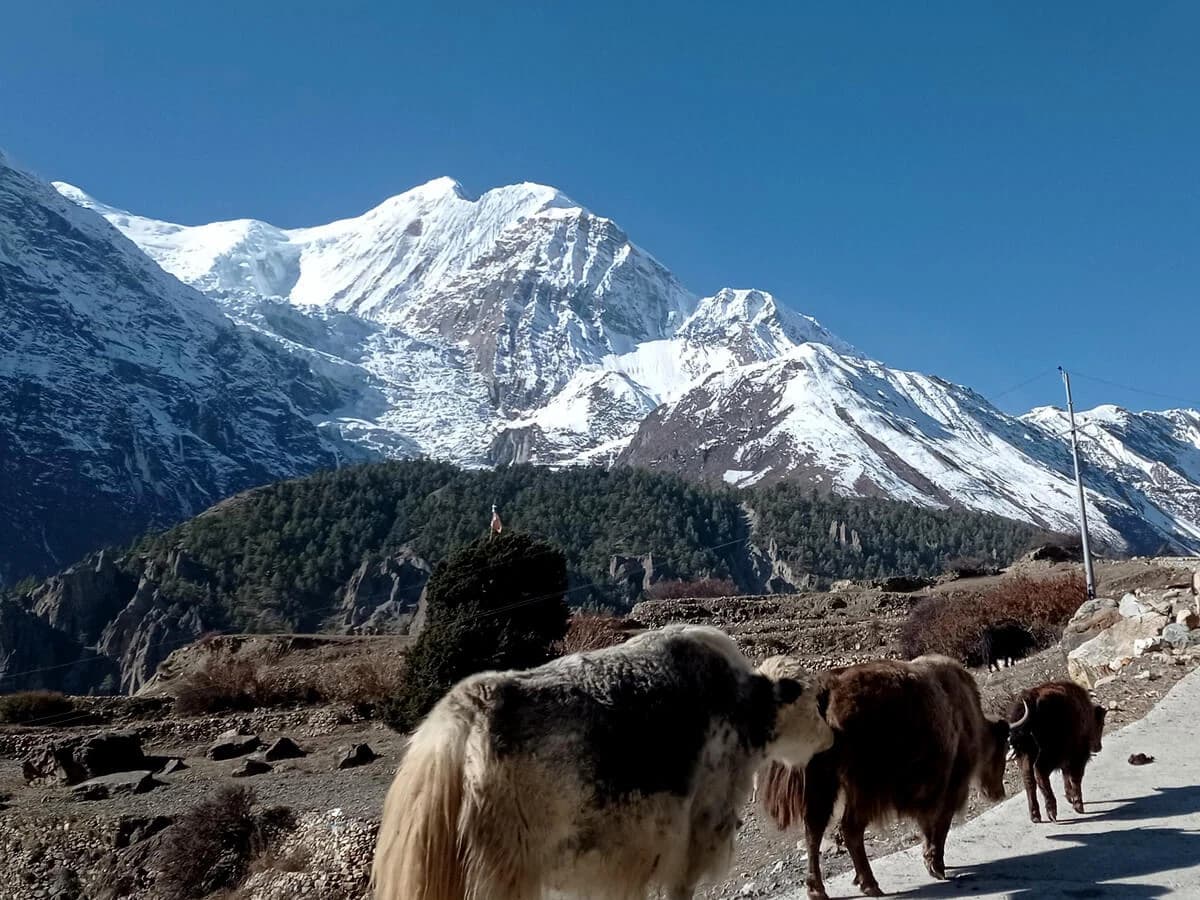 12 Days Annapurna Circuit Trek