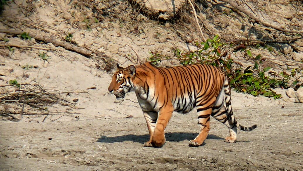 Bardia Jungle Safari