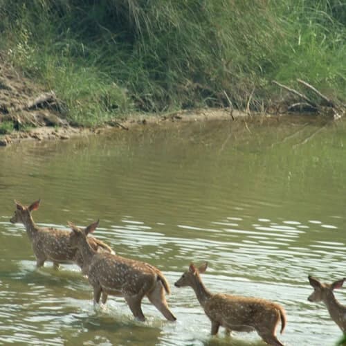 Bardia Jungle Safari